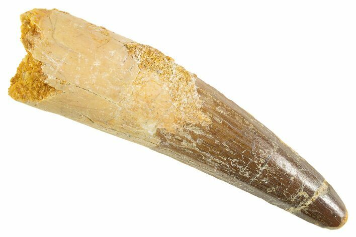 Fossil Spinosaurus Tooth - Real Dinosaur Tooth #343584